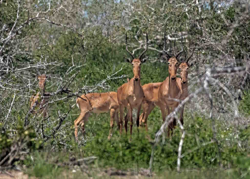 The four-eyed antelope is the world's most endangered antelope, with fewer than 500 remaining. Picture 3