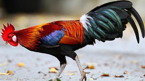 Picture 1 of The best animal riddles