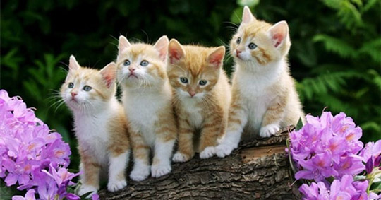 Picture 2 of The best animal riddles