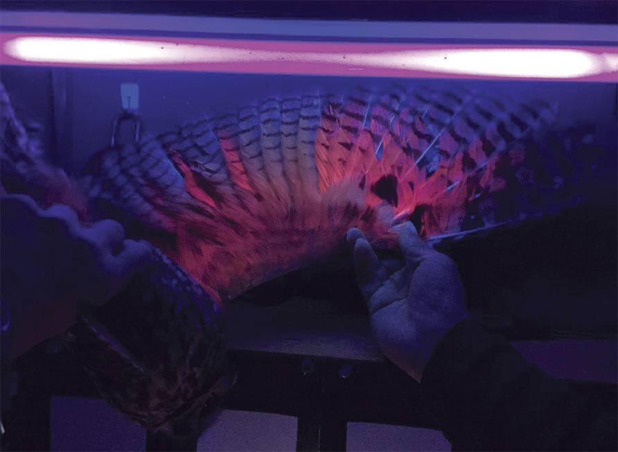 Glowing pink owl wings may be sending secret messages Picture 2