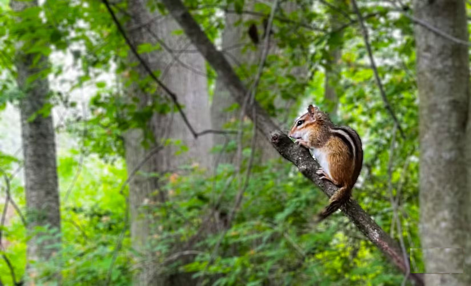 Guide to taking pictures of wild animals with your phone Picture 2