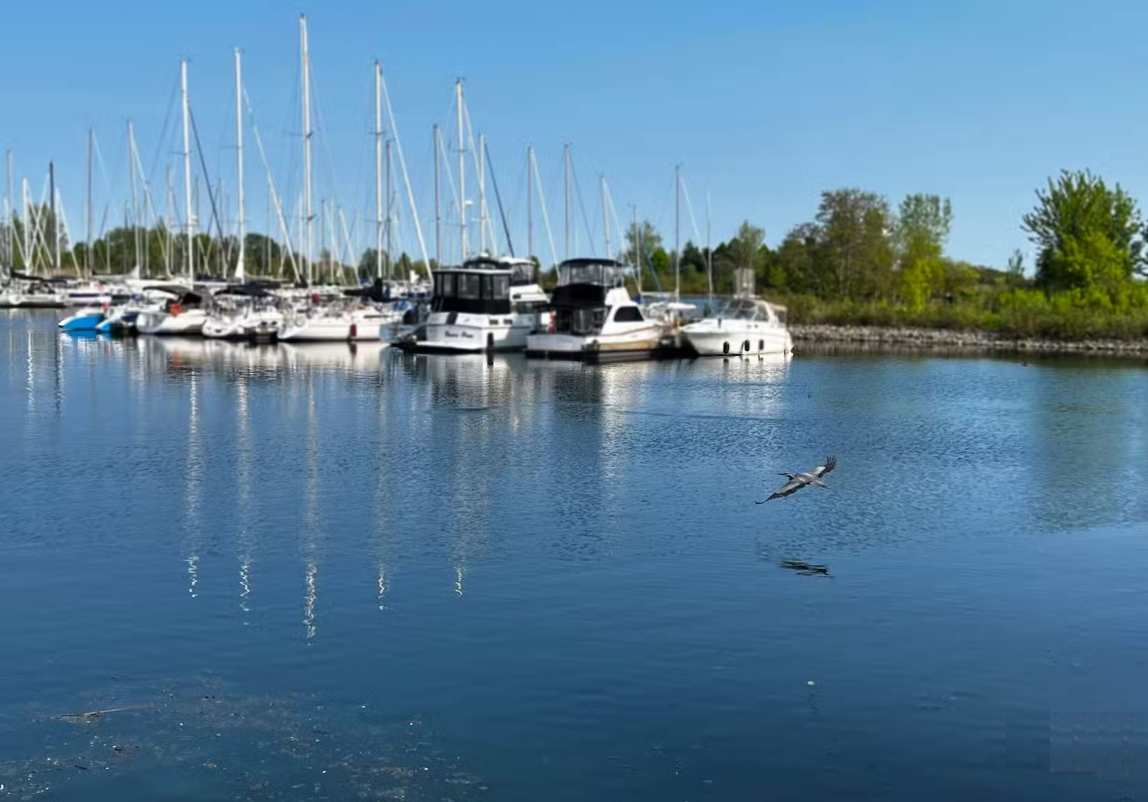 Guide to taking pictures of wild animals with your phone Picture 3