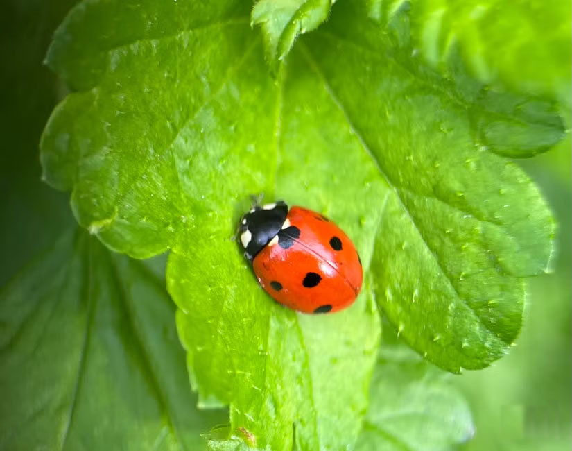 Guide to taking pictures of wild animals with your phone Picture 6