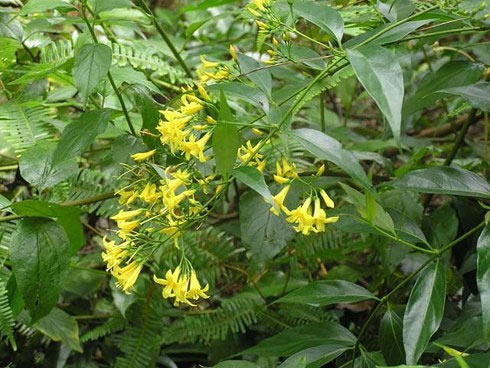 How dangerous is the toxic substance in the poison ivy that can kill people in a short time? Picture 1