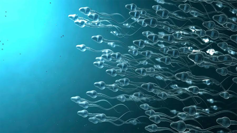 Hope for infertile couples: Sperm turned into tiny robots to deliver drugs into the body Picture 2