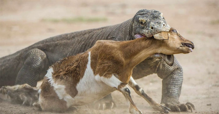 Horrifying scene of Komodo dragon swallowing a baby goat in a split second Picture 1