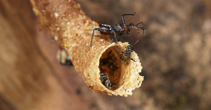 How assassin bugs control their prey Picture 1