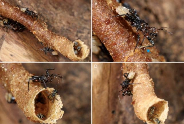 How assassin bugs control their prey Picture 2