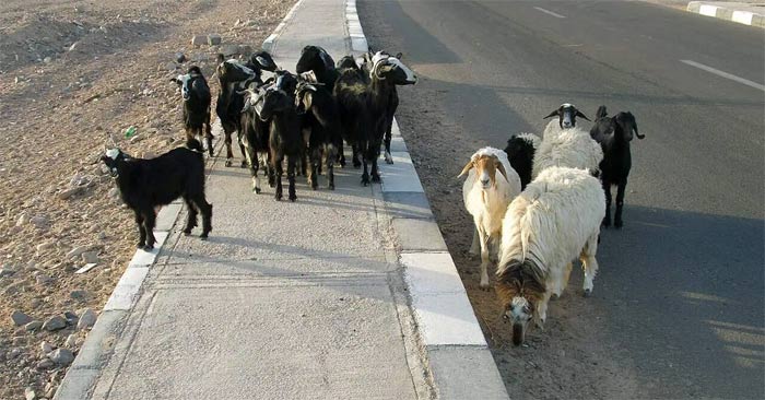 How humans 'shrink' wild animals and enlarge domestic animals Picture 1