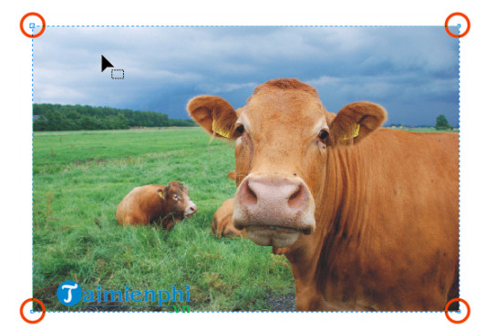 Picture 2 of How to crop a bitmap image in CorelDRAW