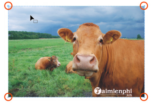 Picture 5 of How to crop a bitmap image in CorelDRAW