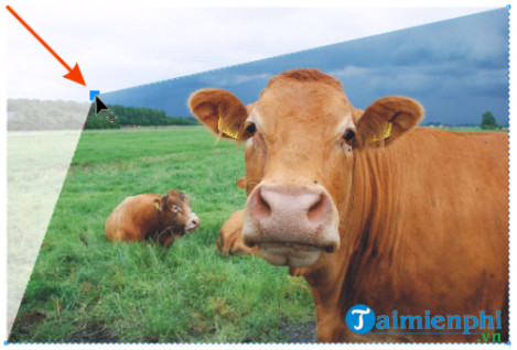 Picture 6 of How to crop a bitmap image in CorelDRAW