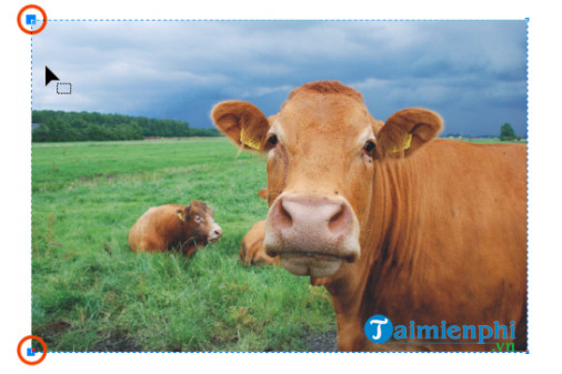 Picture 7 of How to crop a bitmap image in CorelDRAW