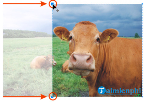 Picture 8 of How to crop a bitmap image in CorelDRAW