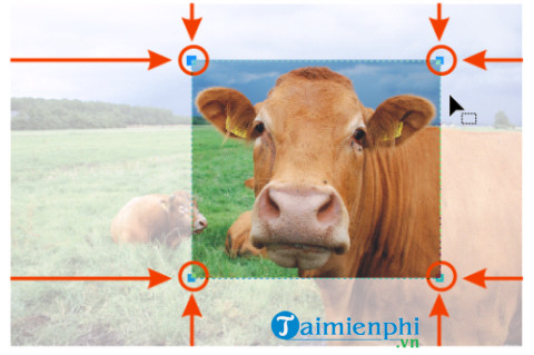 Picture 9 of How to crop a bitmap image in CorelDRAW