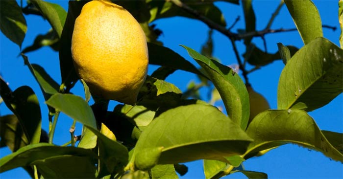 How to grow American lemon tree Picture 1
