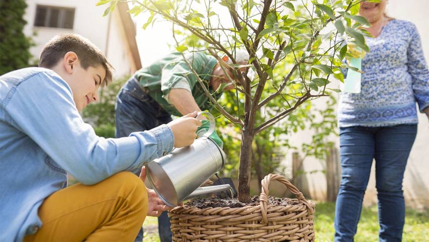 How to grow American lemon tree Picture 2