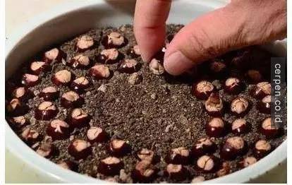 How to grow mango and longan from seeds super quickly to have a super beautiful bonsai pot Picture 13