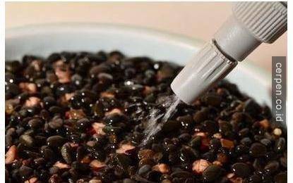 How to grow mango and longan from seeds super quickly to have a super beautiful bonsai pot Picture 14