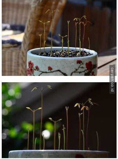 How to grow mango and longan from seeds super quickly to have a super beautiful bonsai pot Picture 15