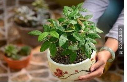 How to grow mango and longan from seeds super quickly to have a super beautiful bonsai pot Picture 16