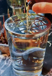 How to grow mango and longan from seeds super quickly to have a super beautiful bonsai pot Picture 17