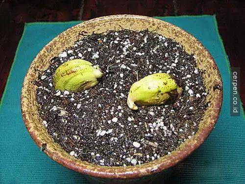 How to grow mango and longan from seeds super quickly to have a super beautiful bonsai pot Picture 7