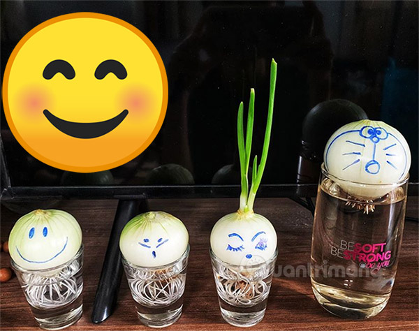 How to grow onions in a glass of water is both decorative and helps reduce stress Picture 3