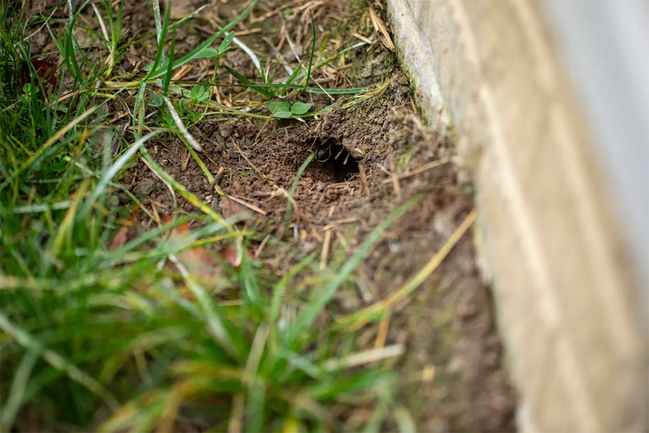 How to identify snake holes in your garden Picture 2