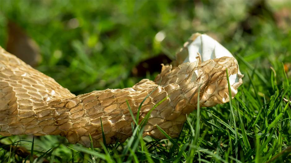 How to identify snake holes in your garden Picture 3