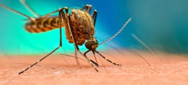 How to prevent common summer pests from entering your home Picture 1