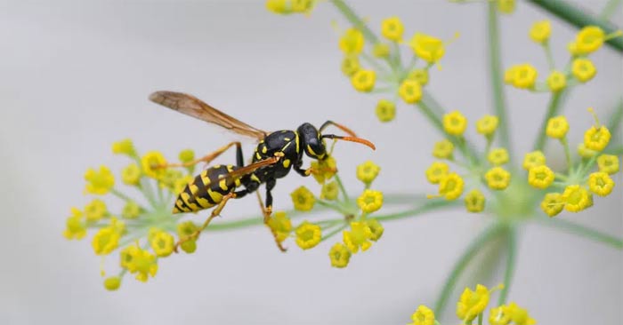 How to prevent common summer pests from entering your home Picture 3