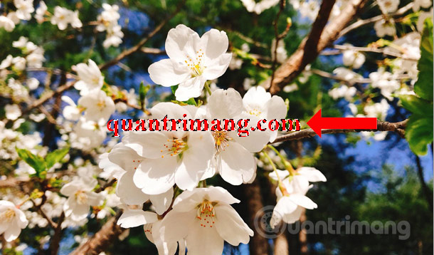 Picture 10 of How to remove text from an image using Photoshop - Using the text removal tool