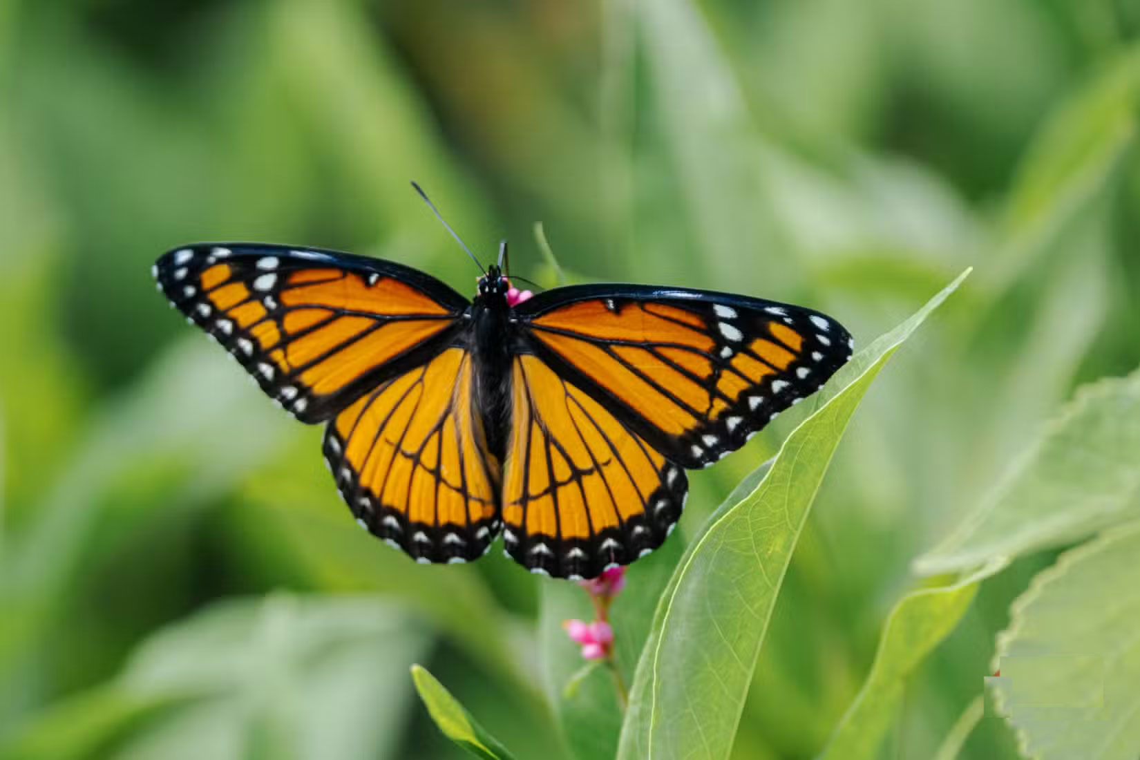 How to Perfectly Restore Damaged Photos with Pixelcut Picture 1