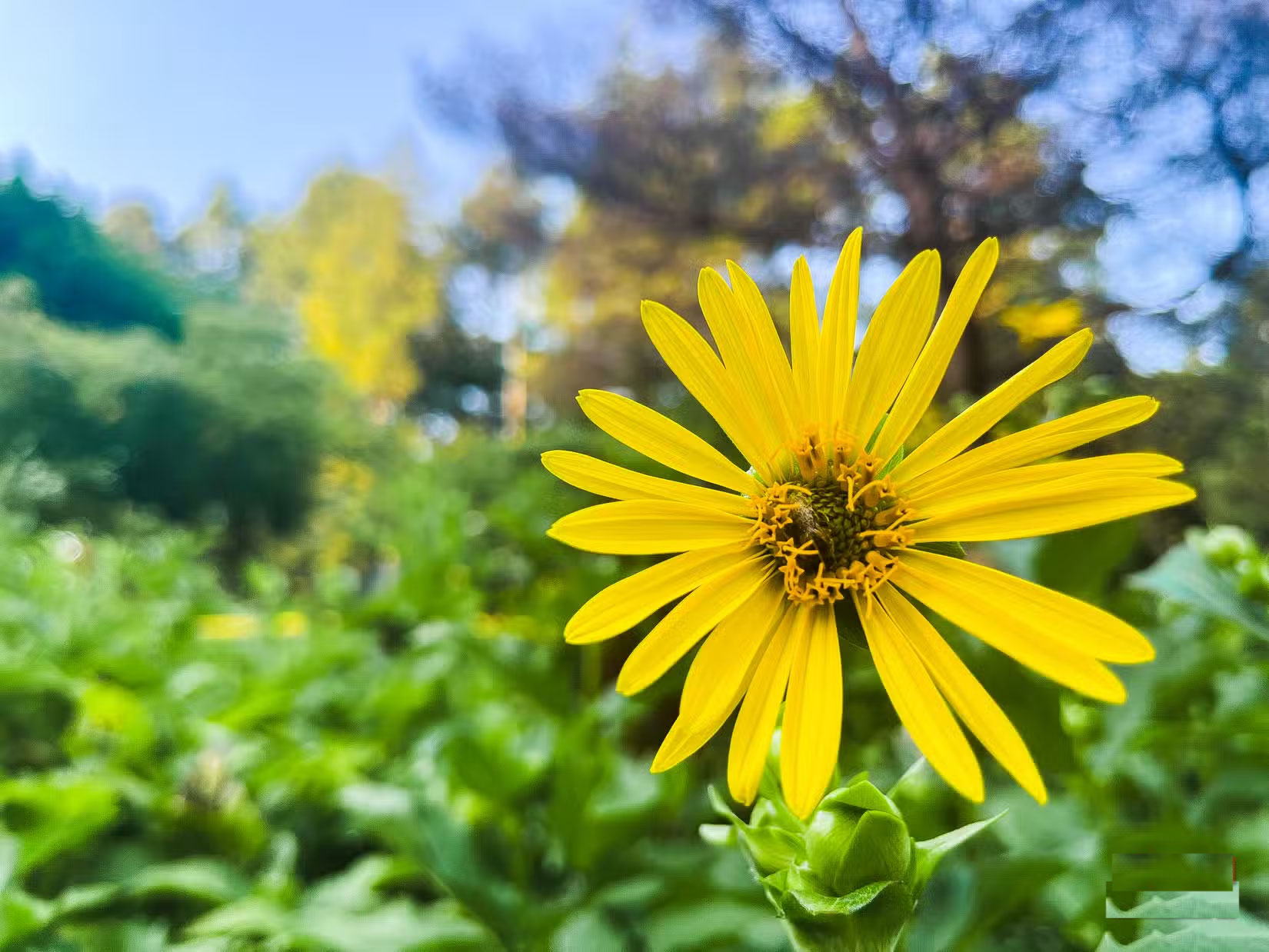 How to take beautiful flower photos with your phone Picture 1