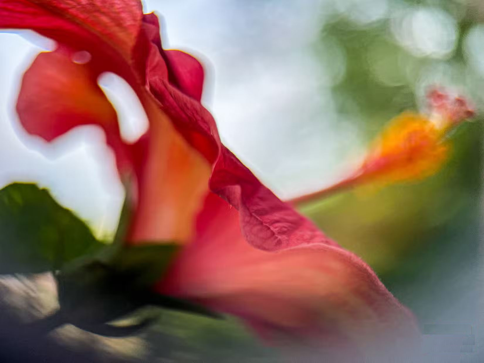 How to take beautiful flower photos with your phone Picture 2