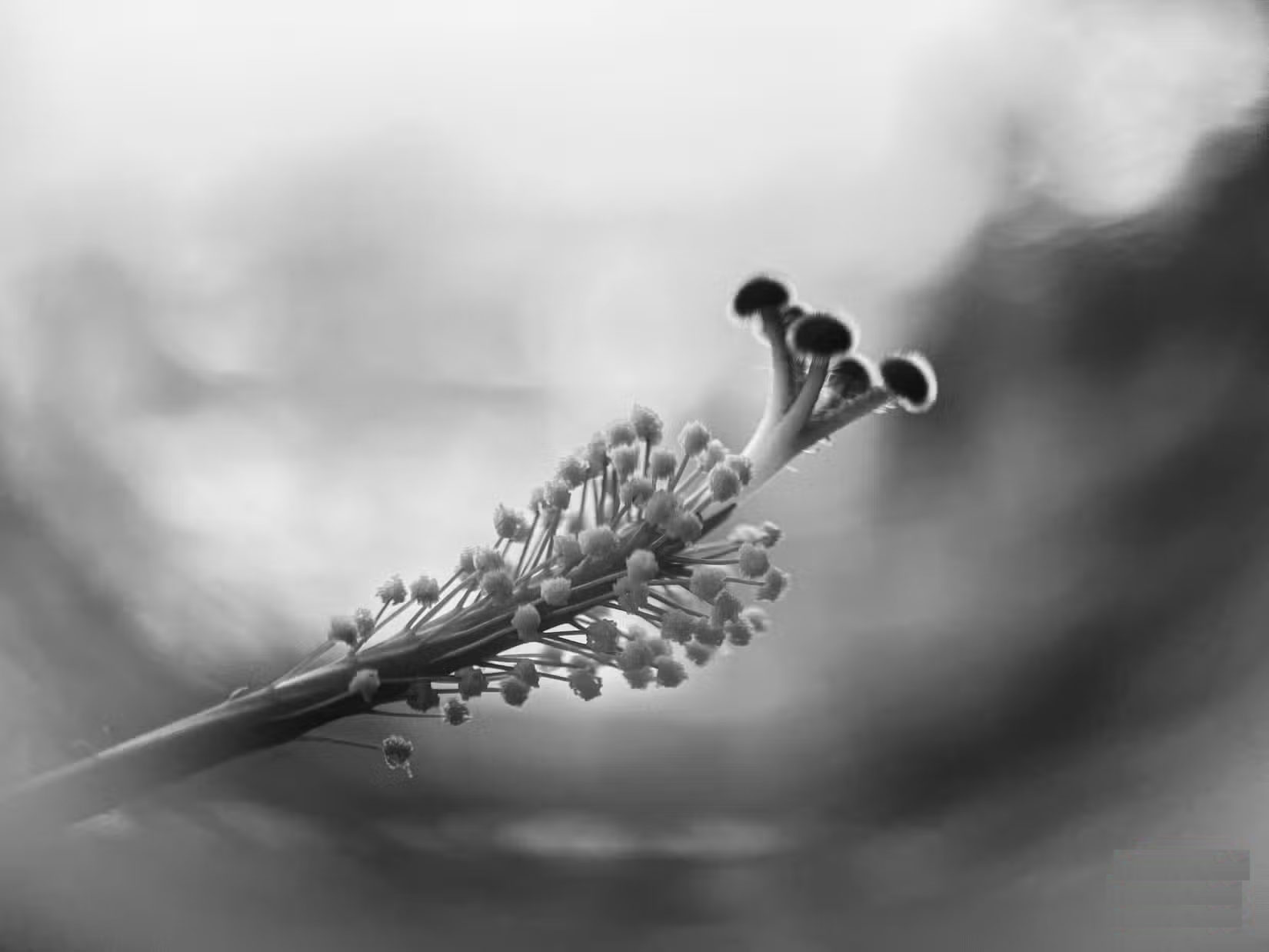 How to take beautiful flower photos with your phone Picture 3