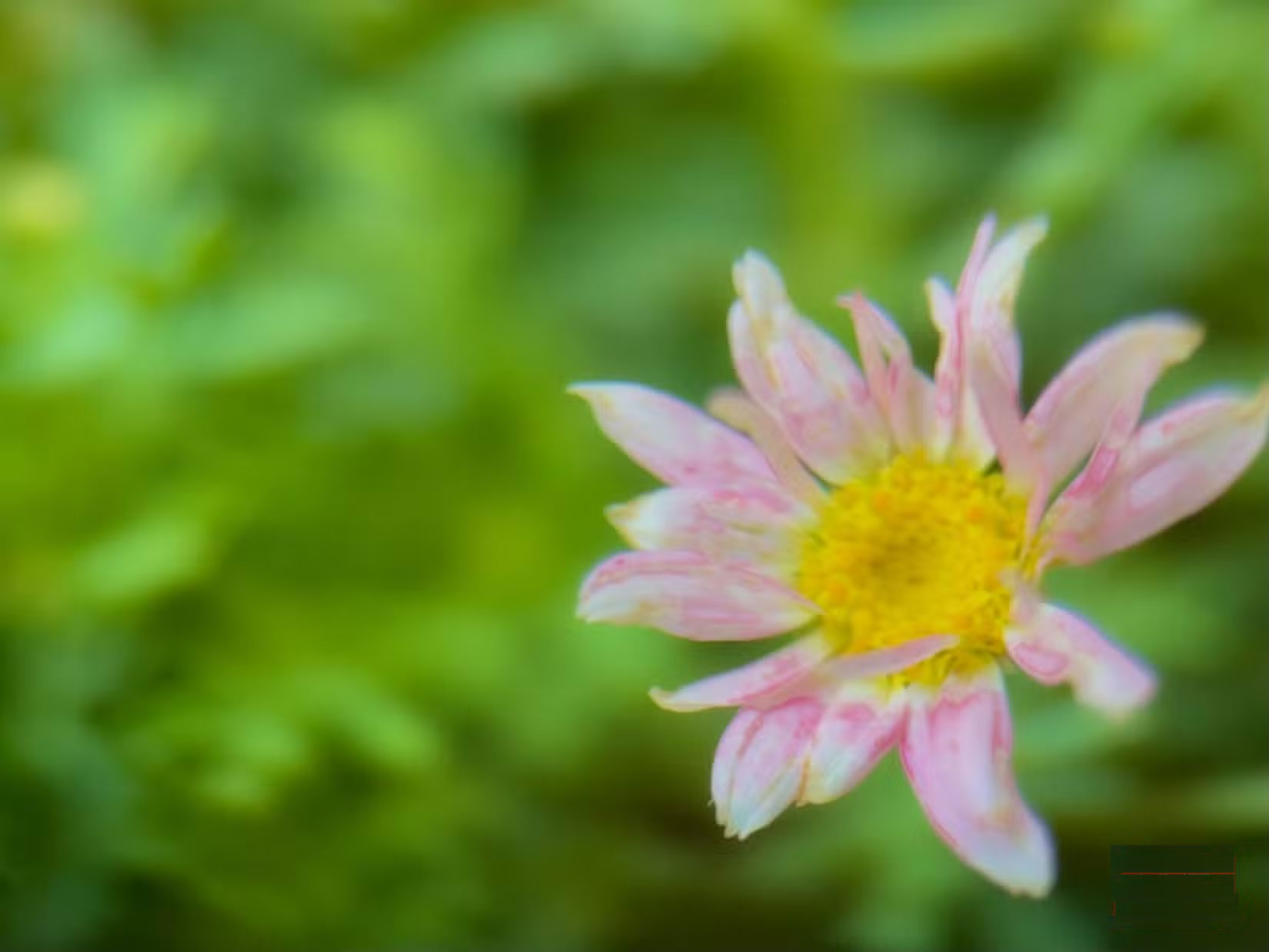 How to take beautiful flower photos with your phone Picture 4