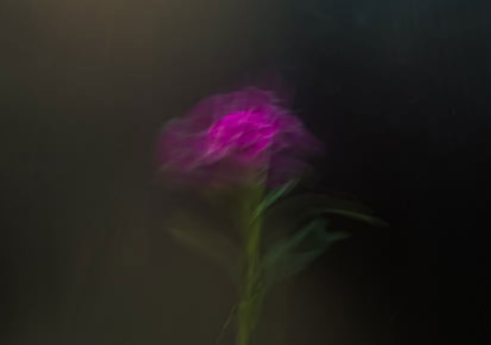 How to take beautiful flower photos with your phone Picture 5