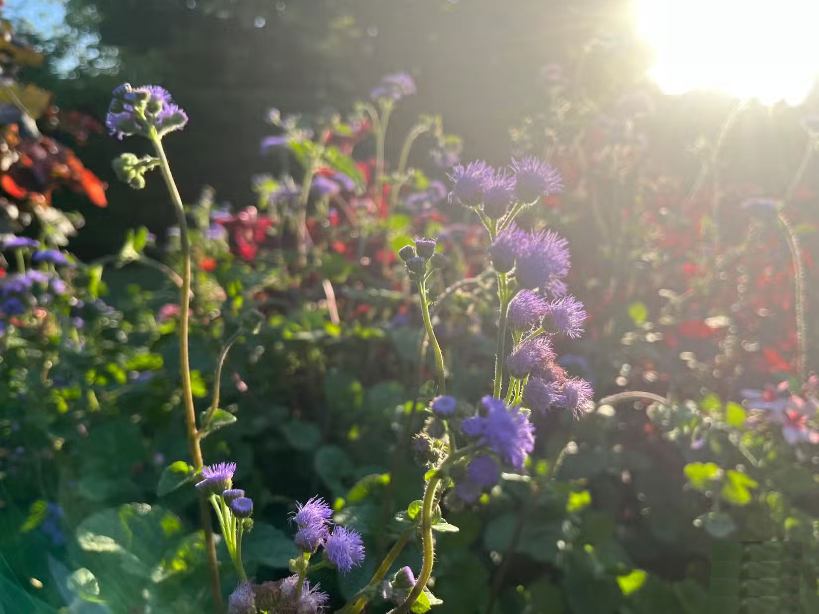 How to take beautiful flower photos with your phone Picture 6