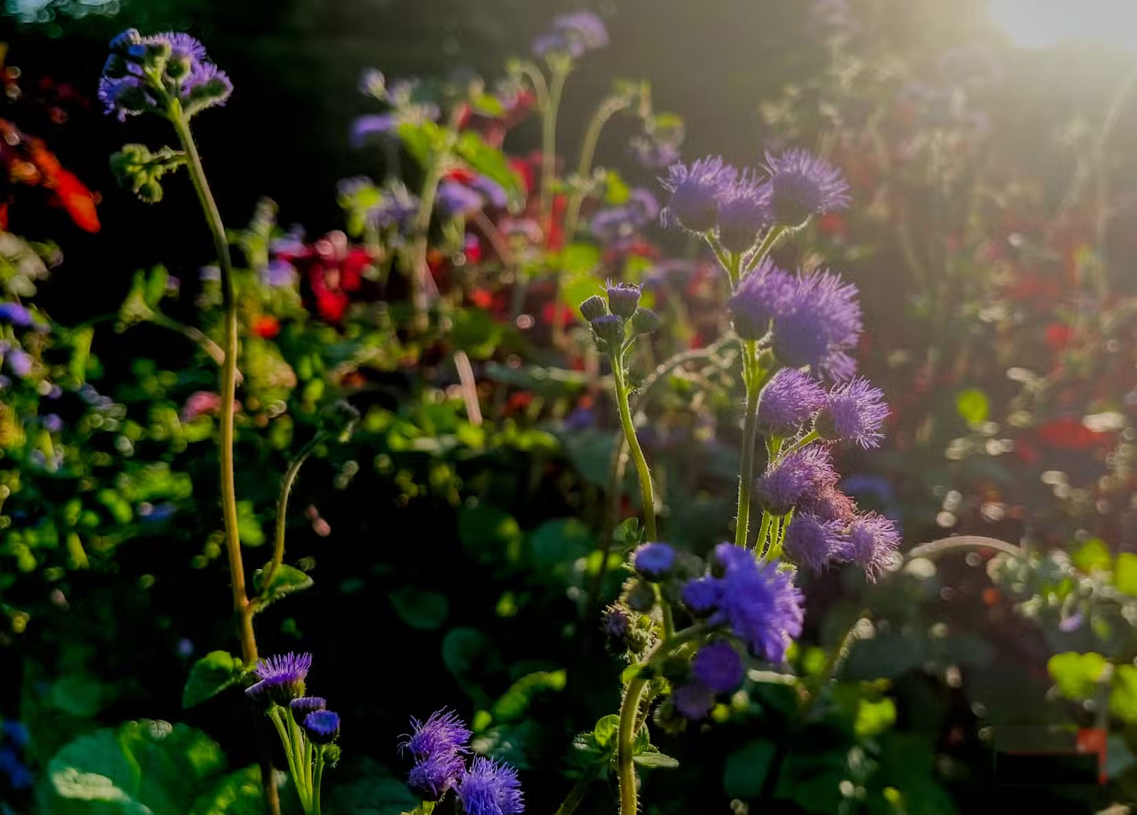 How to take beautiful flower photos with your phone Picture 7