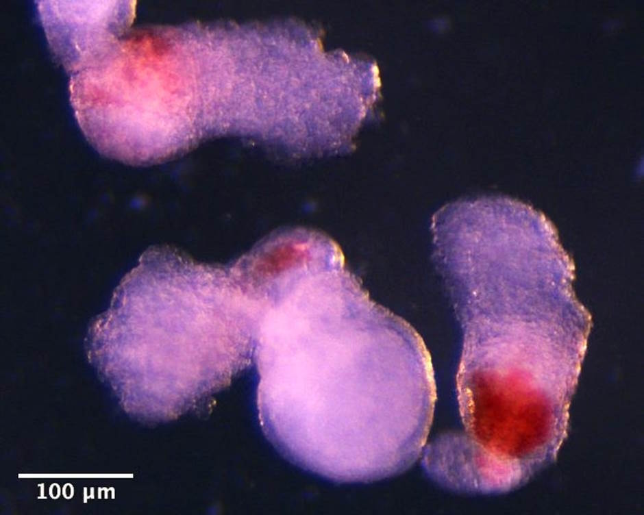 Human blood successfully created in lab opens new era for regenerative medicine Picture 2