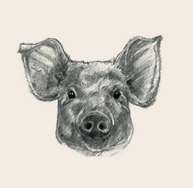 Picture 10 of Image collection for the Animal 4D+ app.