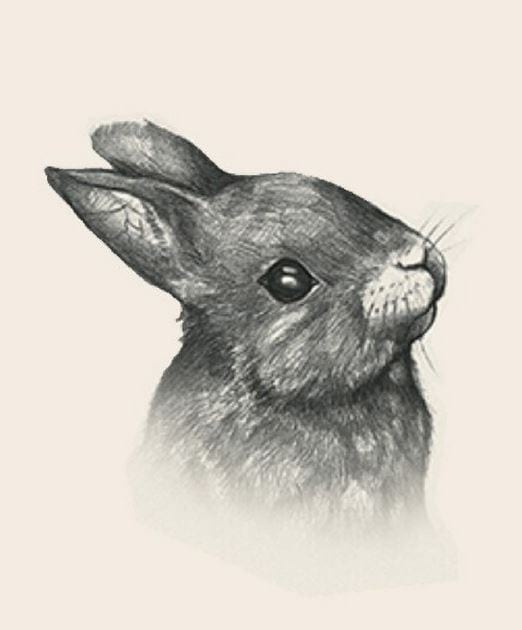 Picture 11 of Image collection for the Animal 4D+ app.