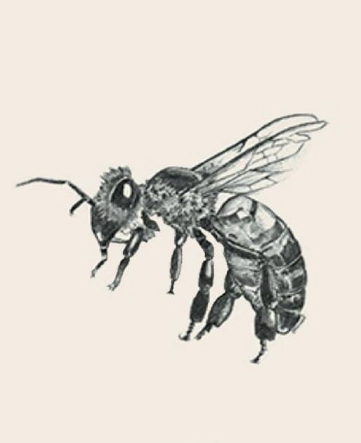 Picture 12 of Image collection for the Animal 4D+ app.