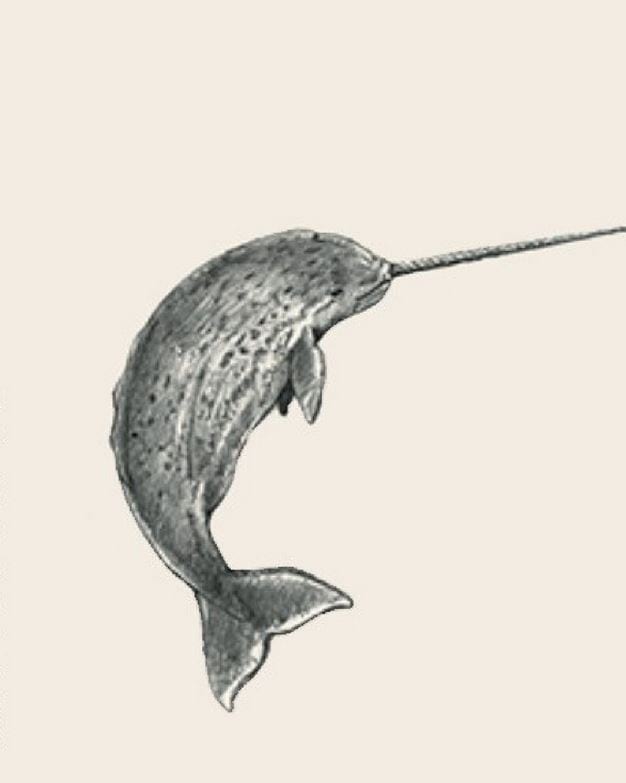 Picture 14 of Image collection for the Animal 4D+ app.