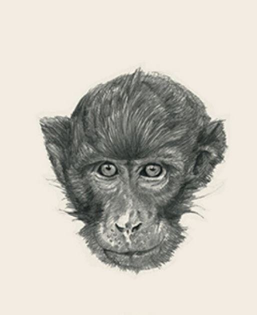 Picture 15 of Image collection for the Animal 4D+ app.