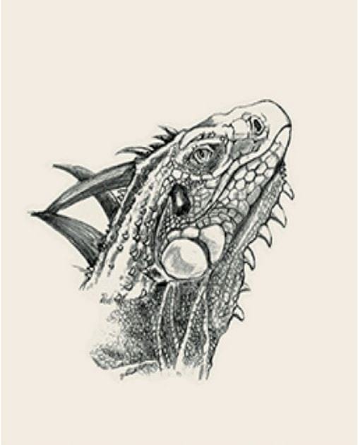 Picture 19 of Image collection for the Animal 4D+ app.