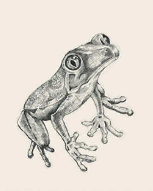 Picture 22 of Image collection for the Animal 4D+ app.