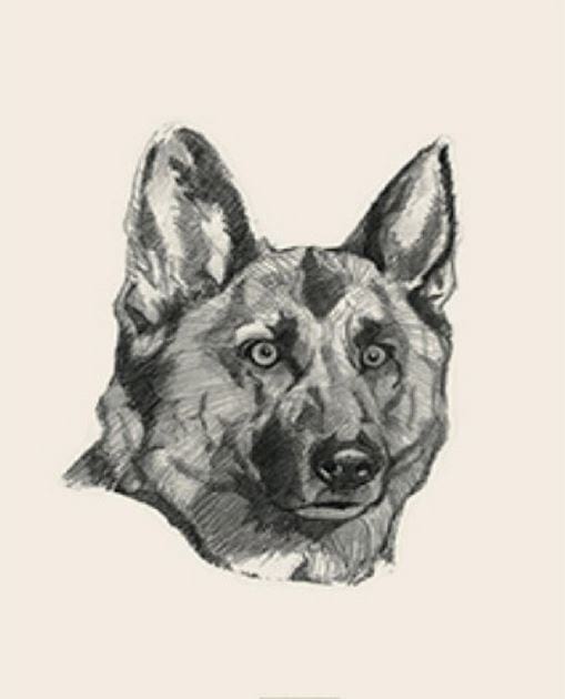 Picture 24 of Image collection for the Animal 4D+ app.